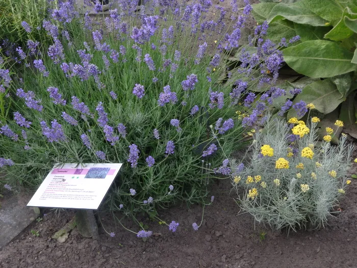 Lavendel im Apothekergarten Recke