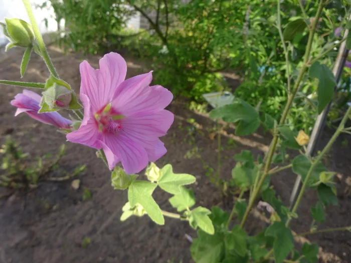 Stockrose im Apothekergarten Recke